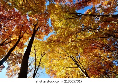 Autumn tree foliage to the sky forest nature fall season backdrop