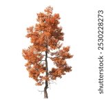 Autumn tree isolated on a white background. single autumn tree cutout. big old trees with yellow, orange and green leaves. Isolated autumn tree on white background. side view of realistic autumn tree.