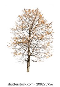 Autumn Tree Isolated On White Background 