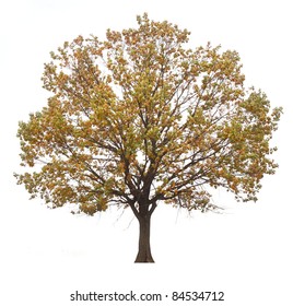 Autumn Tree Isolated On White Background.