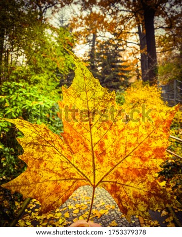 Similar – maple leaf Nature Plant