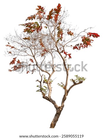 autumn tree leafless tree  removed original background isolated on white background with clipping path 