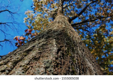 Autumn Tree Located In Avon, Indiana 