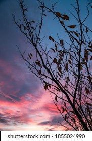 Autumn Tree  Silouette Sunset Sky