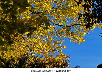 Autumn tree sky