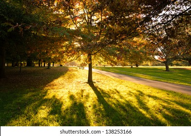 Autumn Tree With Sun Beam, Hagley Park, Christchurch, New Zealand