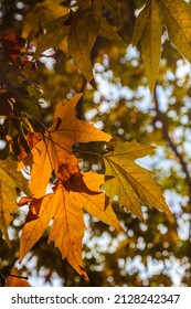 1,428 Sun valley maple trees Images, Stock Photos & Vectors | Shutterstock