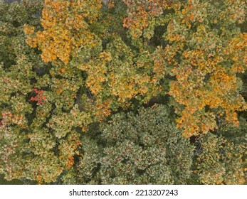 Autumn Tree Tops Viewed From Above