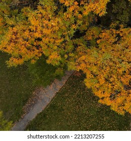 Autumn Tree Tops Viewed From Above In The Park