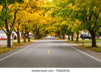 Autumn Tree Tunnel