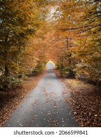 Autumn Tree Tunnel With Colorful Leaves