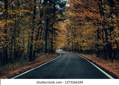 Autumn Tree Tunnel Road