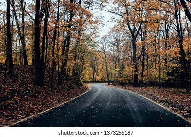 Autumn Tree Tunnel Road