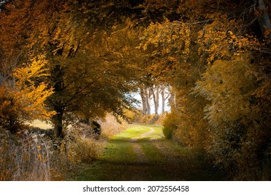 Autumn Tree Tunnel Trees Leaves