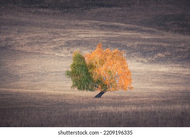 Autumn Tree With Yellow And Green Leaves On The Hill With Dry Grass. Beautiful Autumn Landscape.