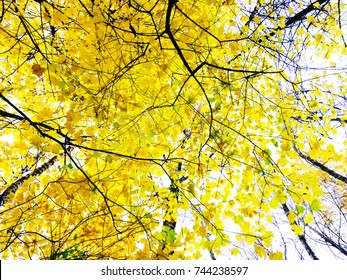 Autumn Tree. Yellow Autumn Tree. Autumn Leaves. Landscape Background Trees.Yellow Tree Blaze Maple Tree Background,Yellow Olive Cherry Trees Wallpaper. Autumn Golden Trees In Forest