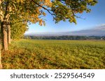 Autumn treeline in early morning