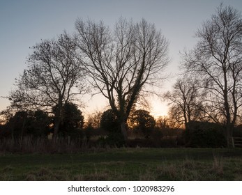 Autumn Treeline Sky Bare Branches Sunset Field Country; Essex; England; Uk