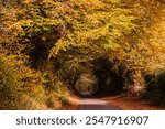 Autumn treelined country lane between Northiam and Beckley on the high weald east Sussex south east England UK