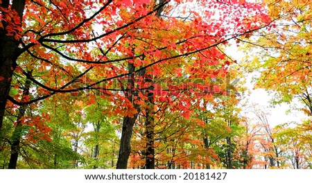Autumn Trees