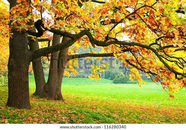 images of autumn trees