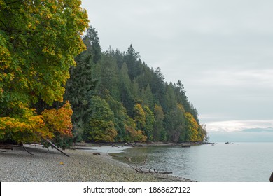 Autumn Trees Along Coast Of Cortes Island, BC