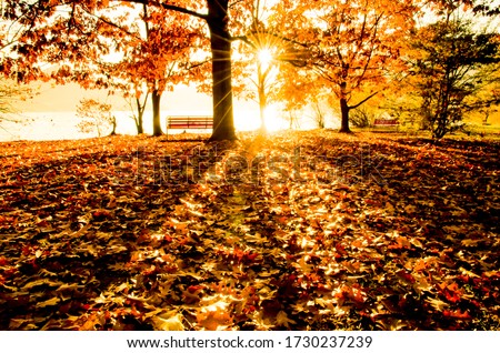Autumn Trees and Bench on the Waterfront with Sunlight in Ascona, Switzerland.