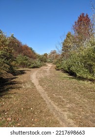 Autumn Trees Blue Sky Landscape