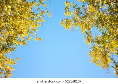 Autumn trees. Branches with green and yellow leaves illuminated by the sun. Against the background of the blue sky - Shutterstock ID 522368107
