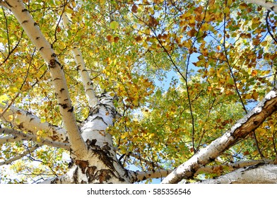 Autumn trees. Branches with green and yellow leaves illuminated by the sun. Against the background of the blue sky - Shutterstock ID 585356546
