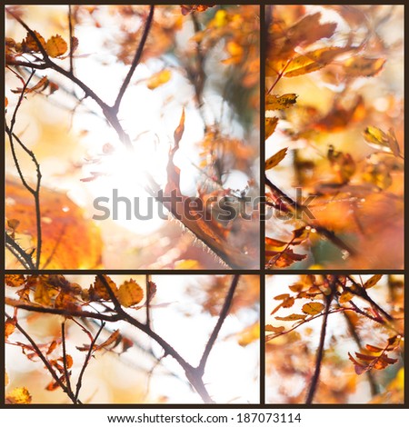 Similar – Foto Bild flammender Herbst…II