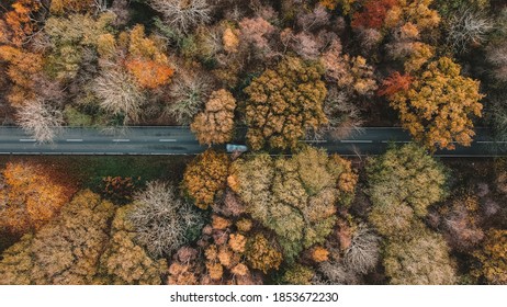 Autumn Trees Forest Ariel Nature