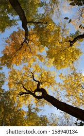 autumn trees in forest looking up