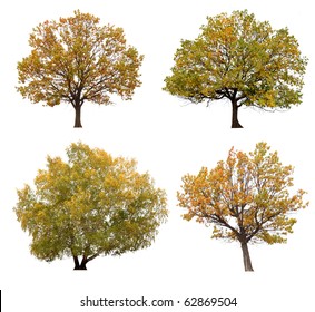 Autumn Trees Isolated On White Background.