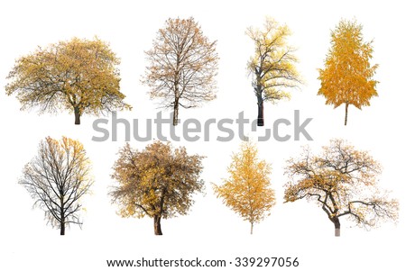autumn trees isolated on white background 