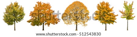 Autumn trees isolated on white background. Oak, maple, linden. Yellow red green leaves