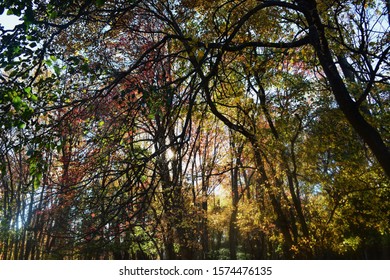 Autumn Trees And Leaves Taken Near Stockton University.