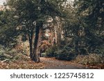 Autumn Tree