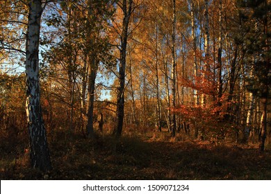 Autumn Trees In Minsk Mazowiecki Forest