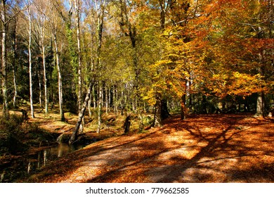 Autumn trees in the National Park of Geres, Portugal