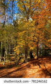 Autumn trees in the National Park of Geres, Portugal