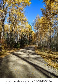 Autumn Trees On Path At Mission Creek Park