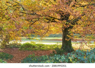 Autumn Trees On Southampton Common