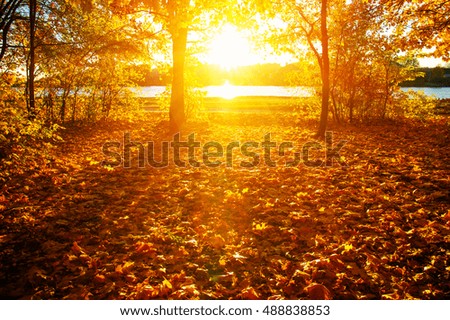 Similar – Image, Stock Photo autumn 1 Human being