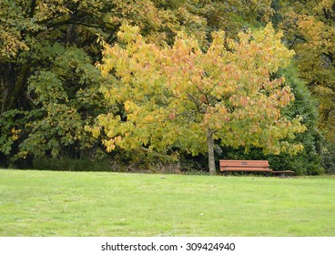 Autumn trees, park bench, and grass at Juanita Bay Park, Kirkland, WA, a suburb of Seattle.
