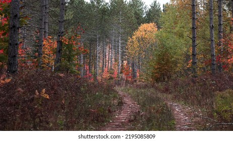 Autumn Trees In Pine Forest Trail In Michigan Upper Peninsula.