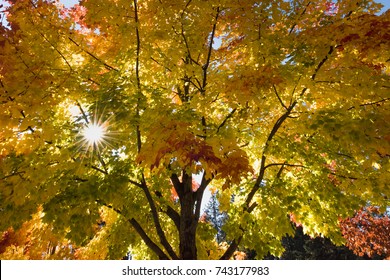 Autumn Trees In Post Falls Idaho