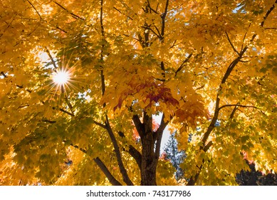 Autumn Trees In Post Falls Idaho