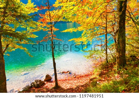 Similar – Image, Stock Photo forest lake Autumn Tree