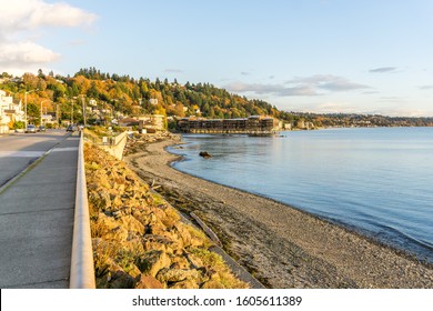 Autumn Trees With Rich Color Above The Shoreline In West Seattle, Wshington.